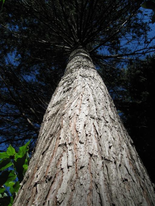 Macrocarpa tree